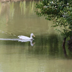 Burton Waters Lodges